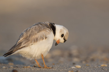 An endangered adult Piping Plover preens its feathers on a sandy beach on a bright sunny morning.