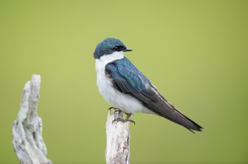 Naklejka premium An iridescent adult Tree Swallow sits perched on a light branch in front of a smooth green background.