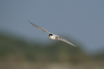 A Least Tern flies in front of a smooth green and blue background on a bright sunny morning.
