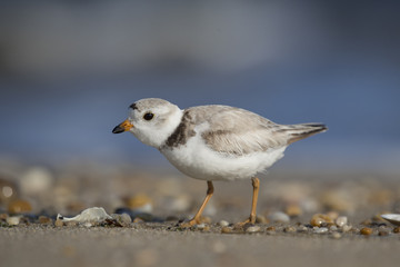 An endangered adult Piping Plover stands on a pebble covered sandy beach on a bright sunny morning.