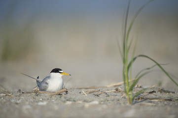 An adult Least Tern sits on a sandy beach on a bright sunny morning