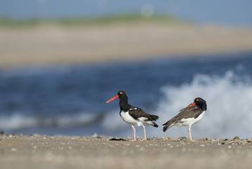 A pair of American Oystercatchers stand on a sandy beach on a bright sunny morning with the ocean and waves crashing in the background.