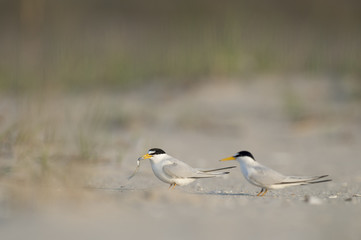 A male Least Tern holds a fish while performing courting behavior on a sandy beach early in the morning.