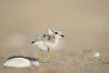 An endangered cute and tiny Piping Plover chick stands on a sandy beach next to a shell in the early morning sunlight.