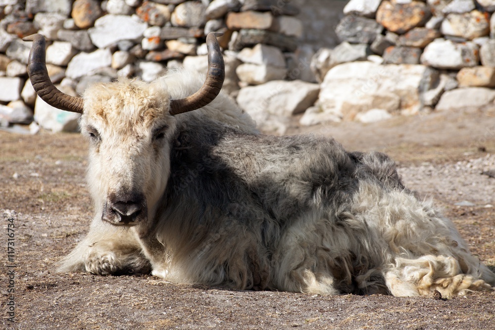 Poster White and grey yak which is lying outside of lodge