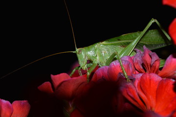 Grasshopper on a flower