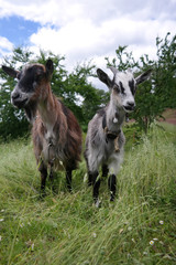 Obraz premium Summer rural scene: two goats in a meadow