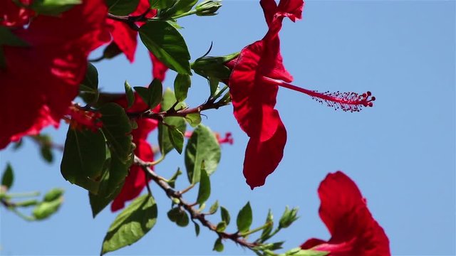 A big red hibiscus flower side closeup view in a garden on a sunny day