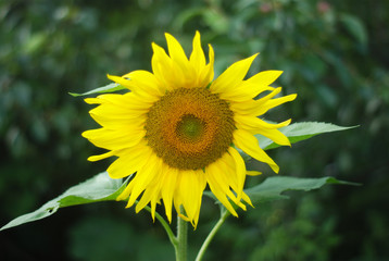 Obraz premium big yellow sunflower centered on dark background 