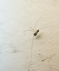 Pholcus sp., a common house spider