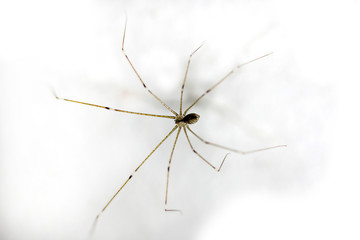 Pholcus sp., a common house spider