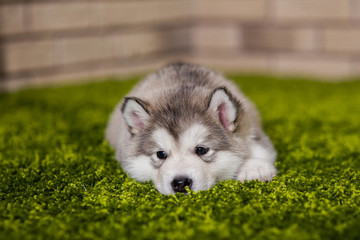 One malamute little puppy lying on the green grass against the brick wall background. Small miracle. Selective focus, toned image. Horizontal - obrazy, fototapety, plakaty
