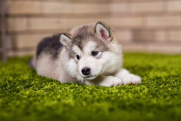 One malamute little puppy lying on the green grass against the brick wall background. Small miracle. Selective focus, toned image. Horizontal
