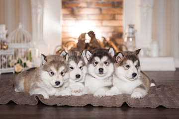 Malamute puppies lying on woolen plaid and warming themselves by the fireplace. Four puppies....