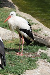 Stork