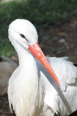 Stork
