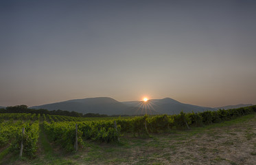 Panorama of vineyards and mountain on the sunset