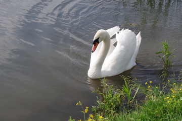 male swan walking alone on the shore of the pond