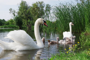 La famille Swan mange dans l& 39 eau près du rivage