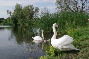 Swan family eats in the water near the shore
