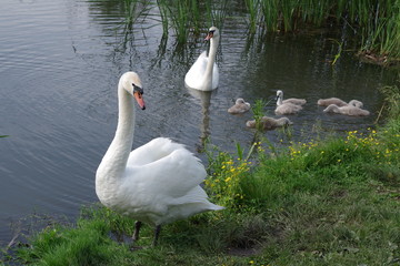 Obraz premium Swan family eats in the water near the shore