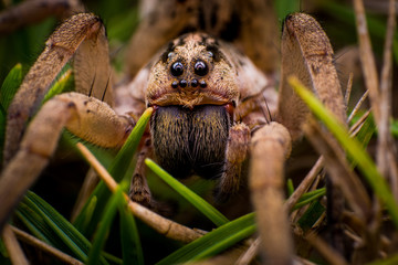 Araña