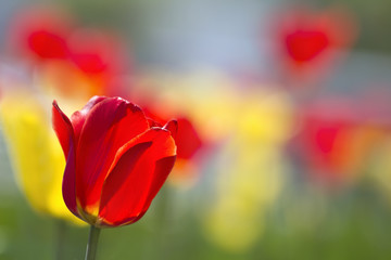 Red Tulip on a background of blurred flowers tulips