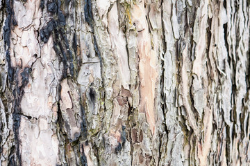 pine wood bark texture