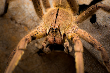 Araña