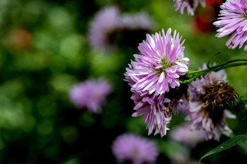 Obraz premium Flower garden