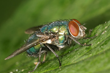 Common Green Bottle Fly, Greenbottle Fly , Lucilia sericata