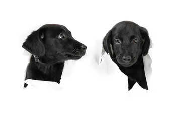 Funny Labrador puppies looking through paper