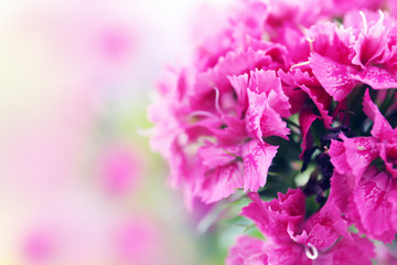 Beautiful pink carnation flowers, close up