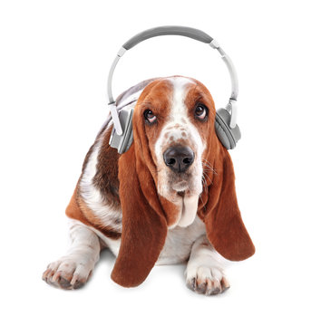 Basset hound dog in headphones on white background