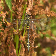 Golden-ringed Dragonfly, Cordulegaster boltonii