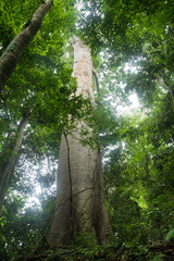 Fototapeta premium giant tree