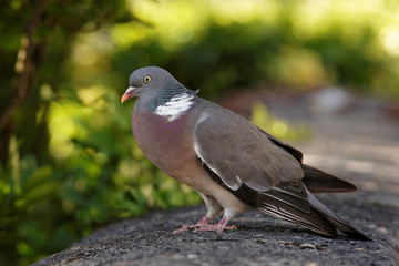 Common Wood Pigeon, Wood Pigeon, Columba palumbus