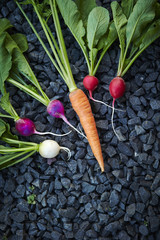 ニンジンとラディッシュ