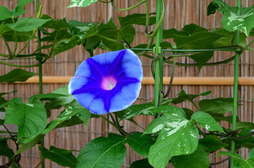 Arts of morning glory gardeners, Japan