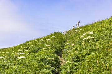 礼文島・桃岩周辺の草原