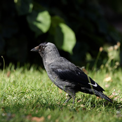 Western Jackdaw, Corvus monedula