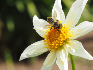 Photograph of a honeybee actively harvesting pollen from a white and yellow dahlia flower.