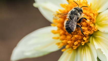 Photograph of a honeybee actively harvesting pollen from a white and yellow dahlia flower.