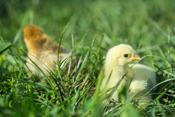 Little chickens in grass