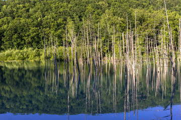 美瑛白金の青い池