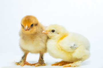 chicken on a white background