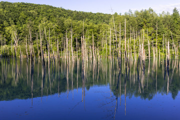 美瑛白金の青い池