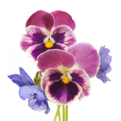 Obraz premium viola flowers on a white background