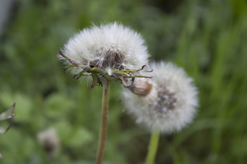 White heads of dandelions on a summer meadow