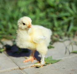 Little chicken in grass